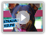 Australian Kelpie - TOP 10 Interesting Facts